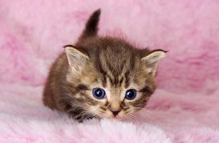 Una foto de Gatito con una manta rosa cuqui (esto que lees al pasar encima el ratón es el Alt)