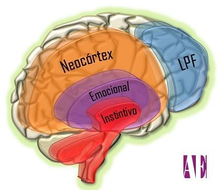 cerebro-triuno